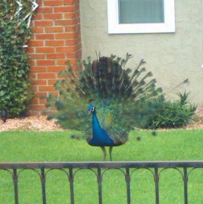 Peacock full display